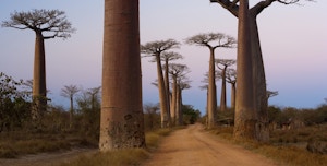Madagascar’s Iconic Baobab Tree