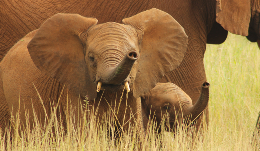 Endangered Animals Elephants