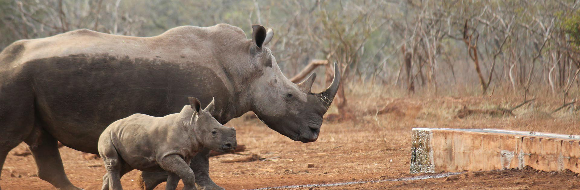 Advanced Wildlife Conservation - Online Learning | GVI