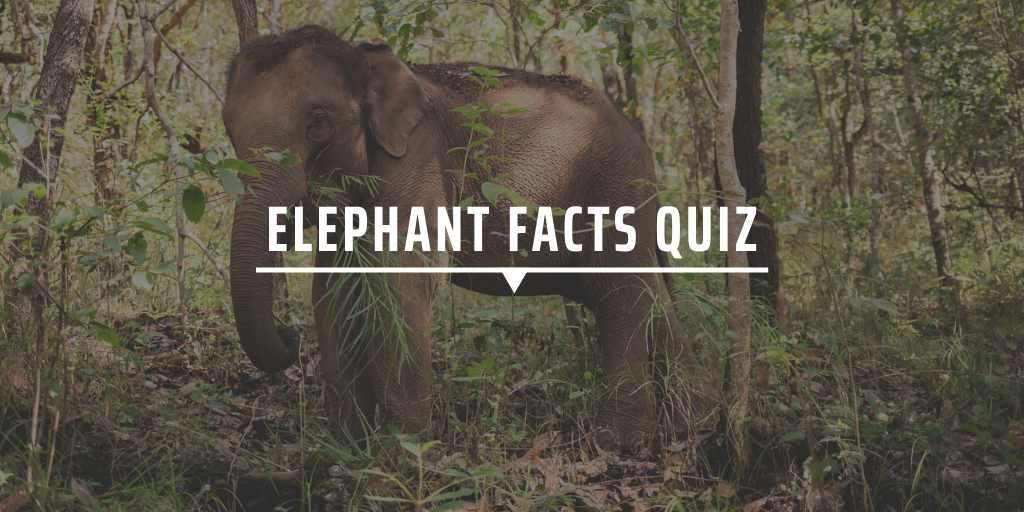 Elephant Facts quiz
