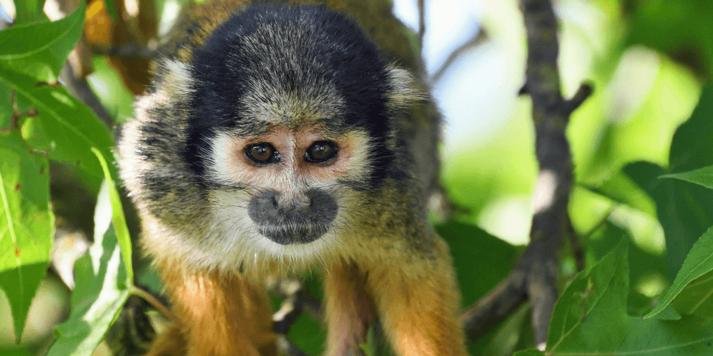 Peru amazon