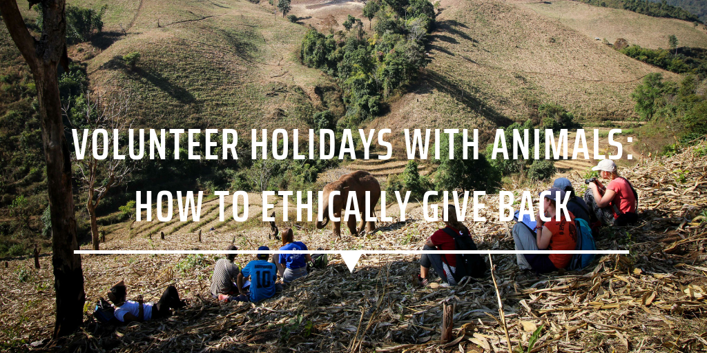 volunteer with animals
