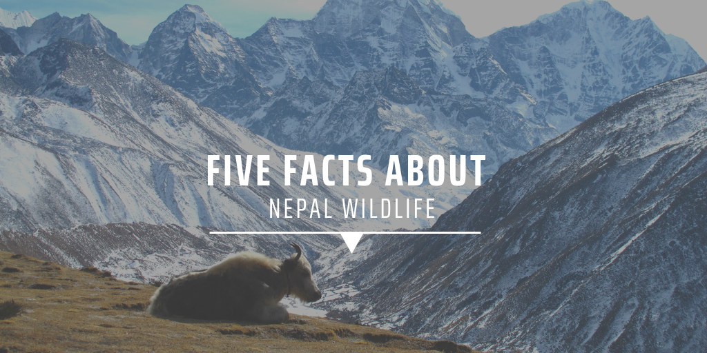 nepal wildlife