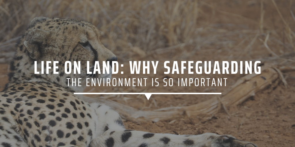 Life on land: why safeguarding the environment is important