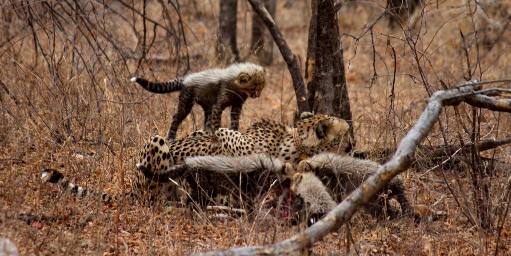 Mothe cheetah's are fitted with a tracking device when they have young cubs.