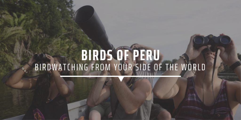 Birds of Peru birdwatching from your side of the world