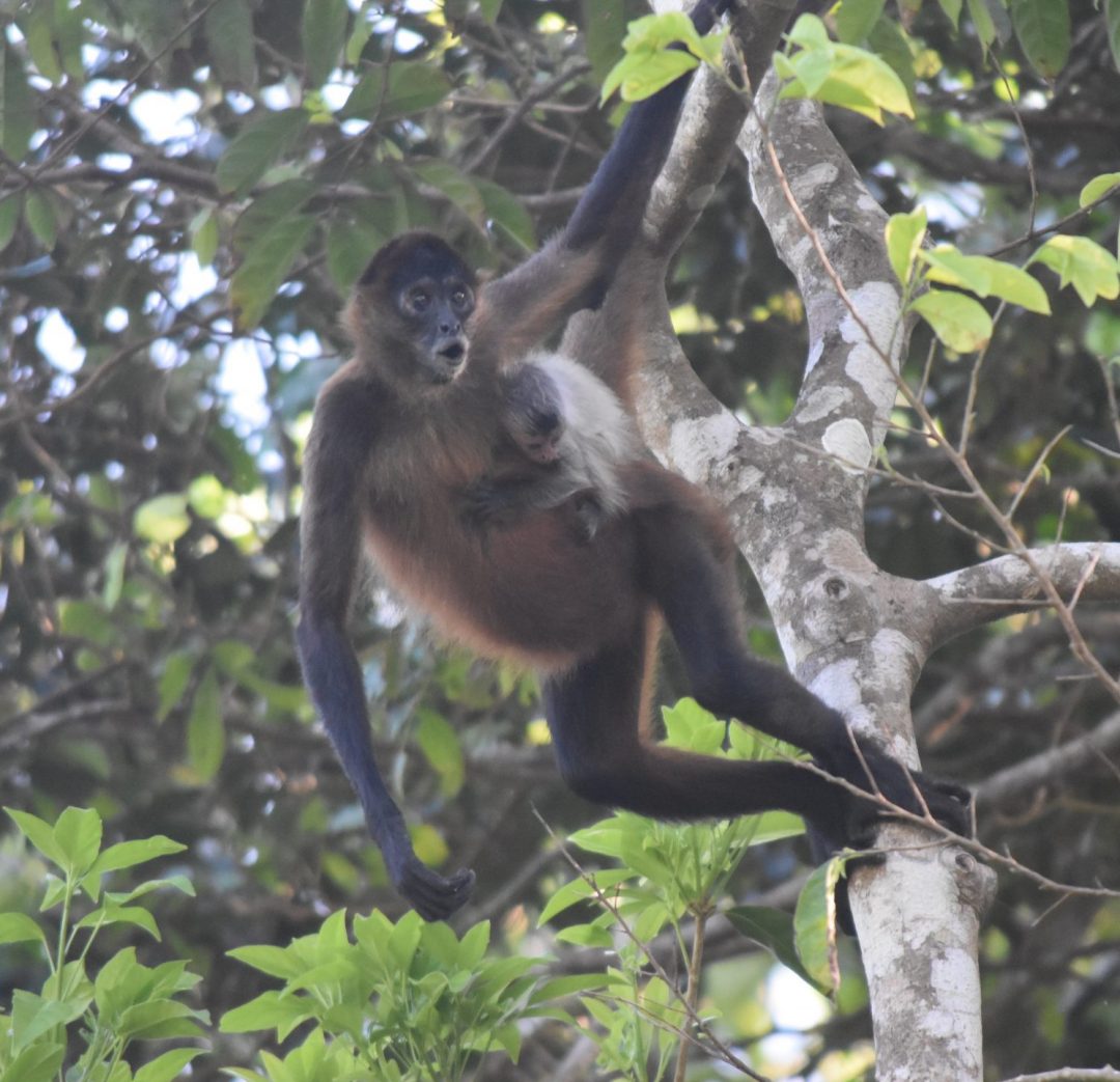 Endangered Species in Tortuguero National Park - Geoffroy's spider