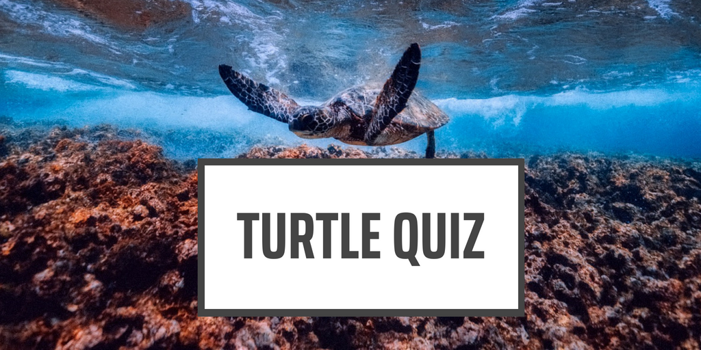 Turtle Quiz